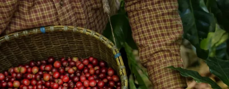 Ripe coffee cherries in a woven basket at Kevenka Farms, Indonesia